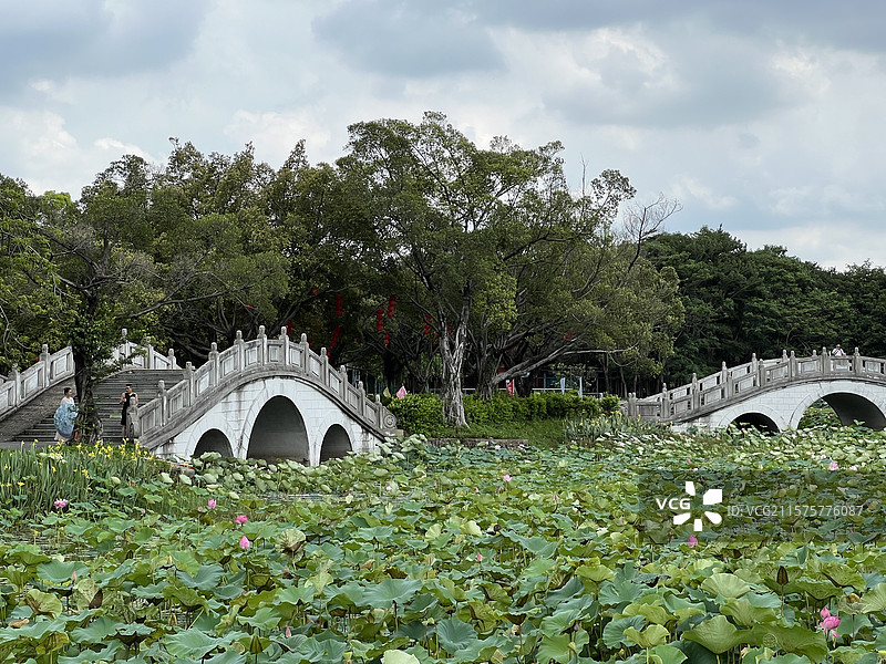 广东佛山三水荷花世界图片素材