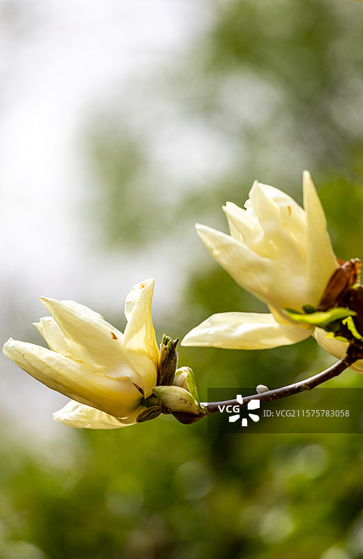 春天徐州彭祖园里盛开的玉兰花图片素材