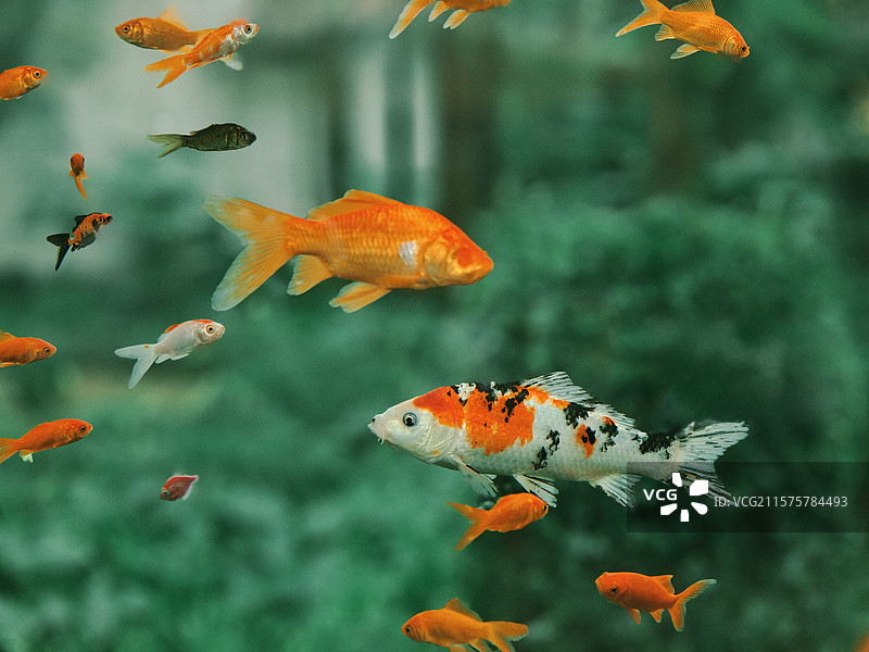 园林里的一群锦鲤图片素材