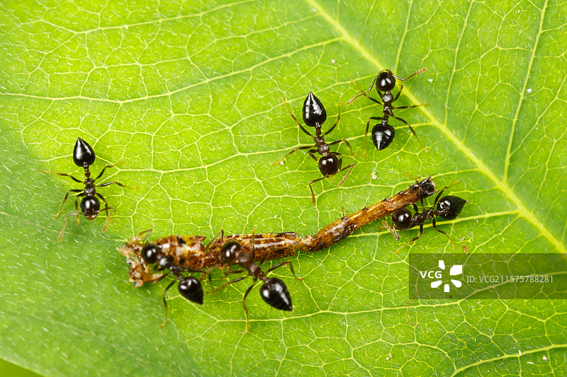 夏天绿叶上几只蚂蚁在分食一只死去的昆虫 竖屏 竖版 长着黑白花纹翅膀的蝴蝶 蛾的特写 昆虫 微距摄影图片素材