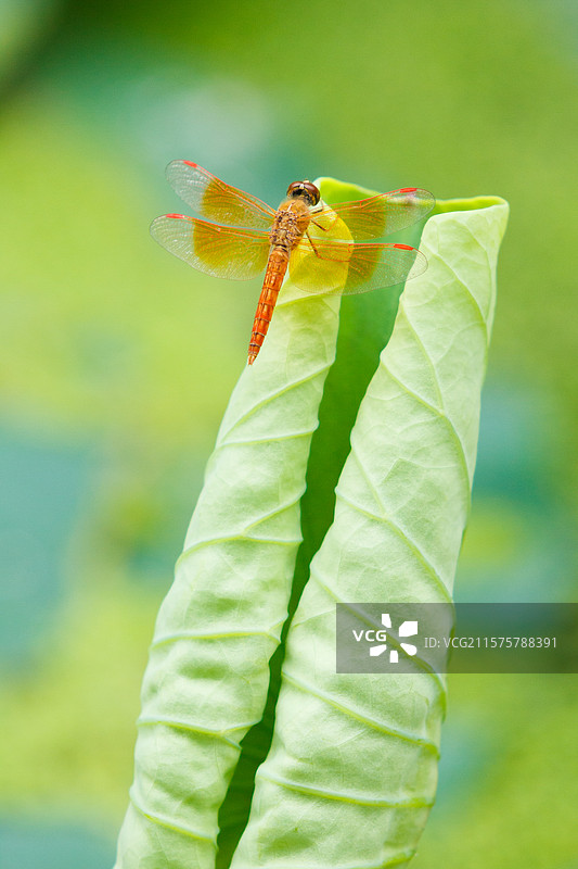 竖版 竖屏 夏天 黄色的蜻蜓停留在嫩绿的荷叶上 昆虫 微距摄影 草丛精灵图片素材