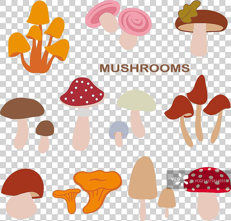 各种蘑菇的多彩集合图片素材
