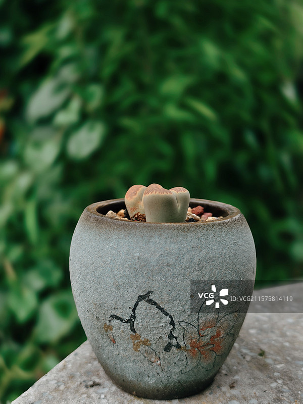 番杏科萌物灯泡多肉（伯格洋葱），圆润晶莹似宝石，点亮生活小确幸，适配清新风空间 。图片素材