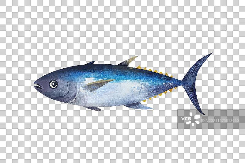 手绘写实肌理蓝鳍金枪鱼免抠元素图片素材
