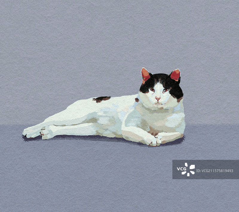 猫咪插画银渐层图片素材