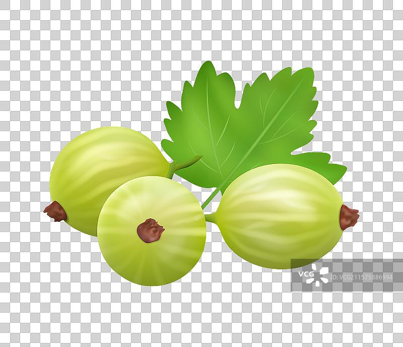 成熟的醋栗与叶子，夏季浆果水果食品图片素材