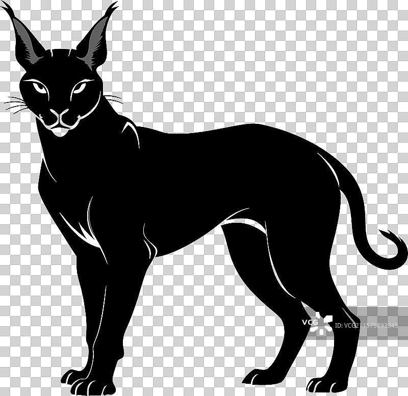 卡拉卡尔在白色背景下图片素材