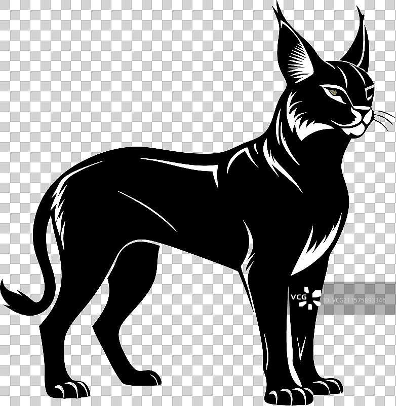 卡拉卡尔在白色背景上图片素材