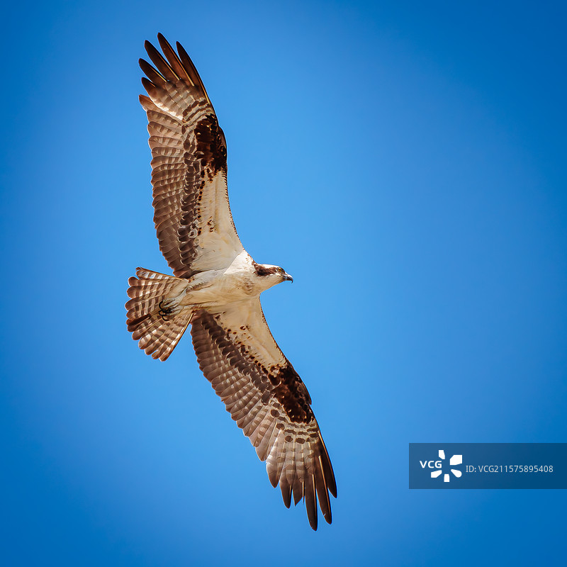 低角度视图的鱼鹰在晴朗的蓝天中飞翔，佛罗里达州皮肯斯堡，美国图片素材