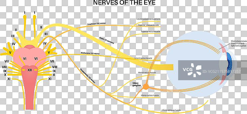 眼睛的运动神经图片素材