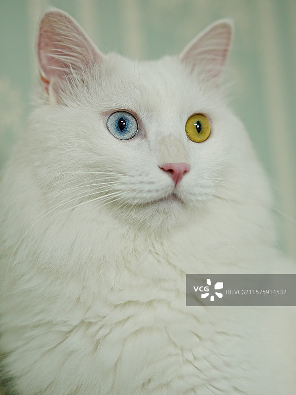 山东临清狮子猫异瞳鸳鸯眼白猫特写图片素材