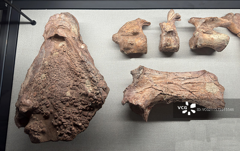 上海自然博物馆--中国恐龙大展--中国缙云甲龙（白垩纪中期）图片素材