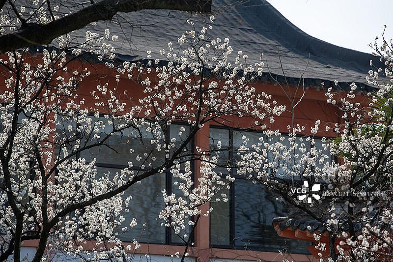 南京玄武湖公园樱洲樱桃园春天樱花盛开图片素材