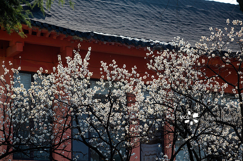 南京玄武湖公园樱洲樱桃园春天樱花盛开图片素材