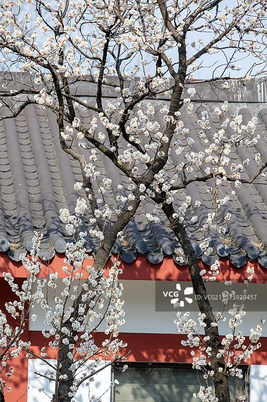 南京玄武湖公园樱洲樱桃园春天樱花盛开图片素材