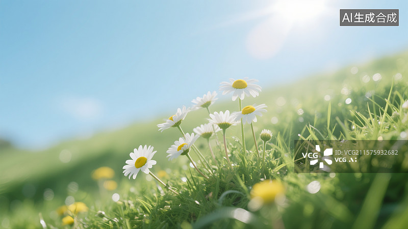 【AI数字艺术】草地上盛开的白色大滨菊图片素材