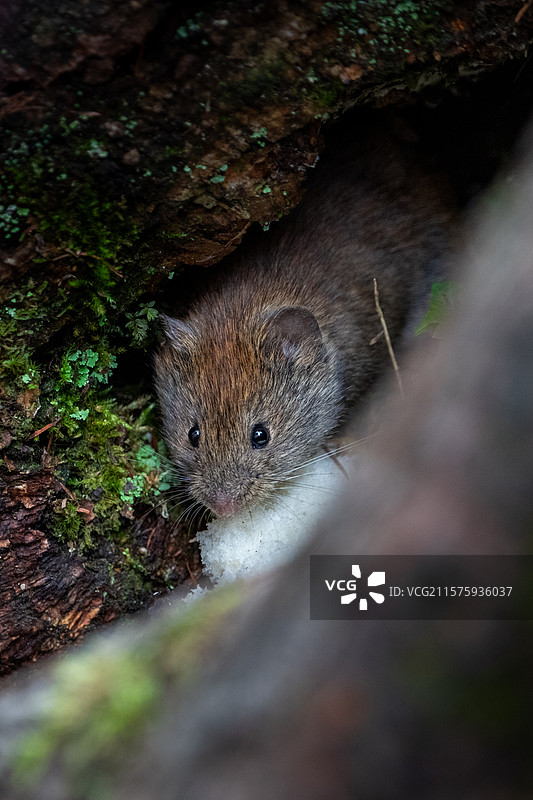 一只被游客错当松鼠投喂的田鼠图片素材