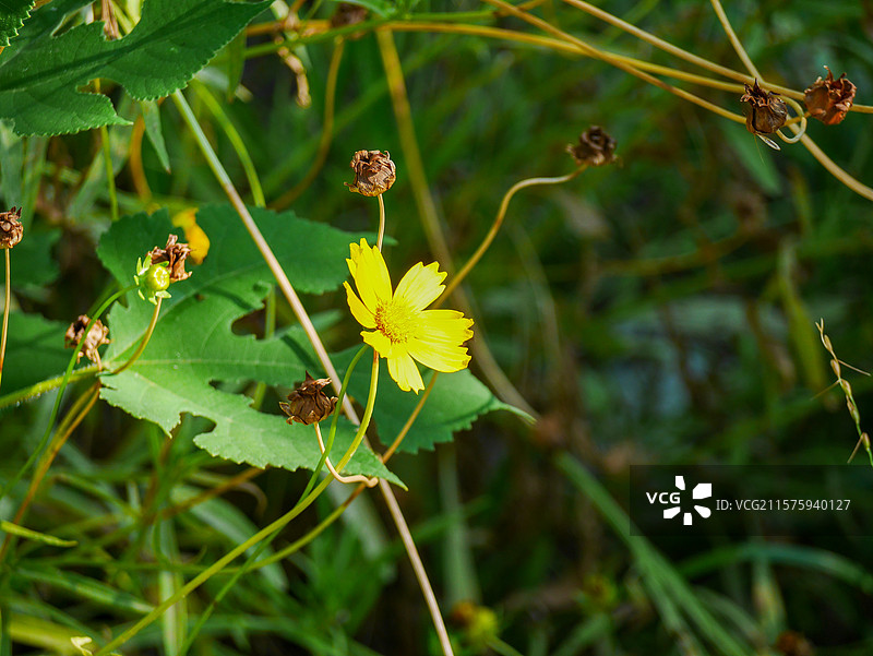 田园诗意的金鸡菊图片素材