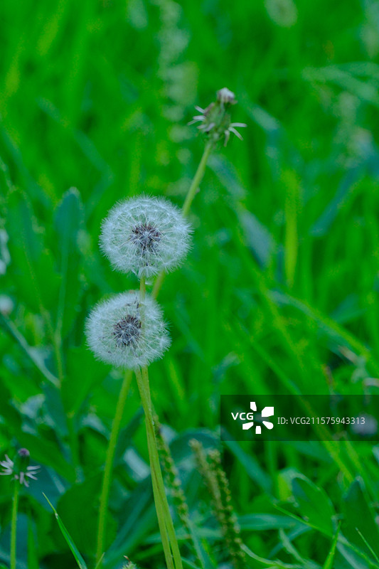 夏天绿草地。狗尾巴草。蒲公英。高清风景背景图图片素材