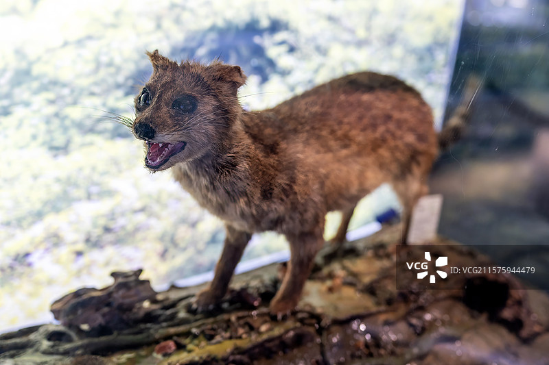 学校图书馆的动物标本图片素材