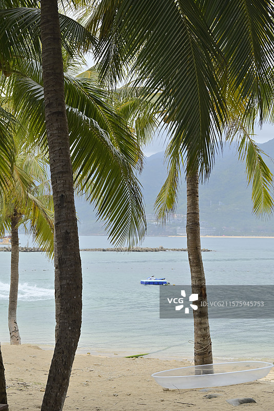 椰林海滩的水上嬉戏 椰林、海滩、水上活动、滨海风光、自然生态、旅游、休闲娱乐、度假场景、热带风情、人图片素材