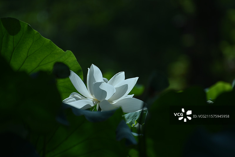 白荷花系列《绿帘白玉星》图片素材