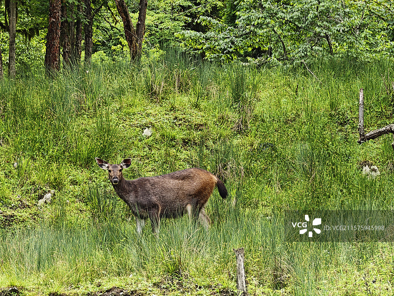 水鹿图片素材
