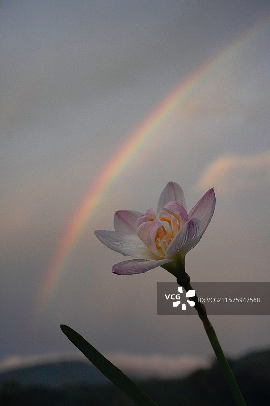 彩虹下的风雨兰图片素材