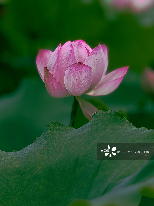 广汉金雁湖荷花图片素材