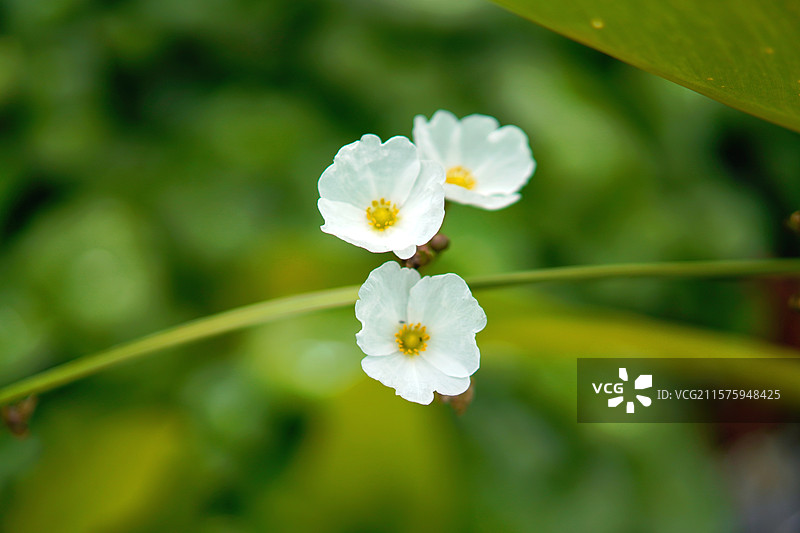 慈姑花特写图片素材