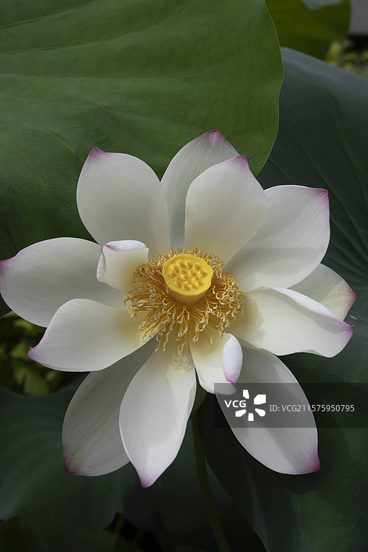 广州六榕寺里盛开的五彩荷花图片素材