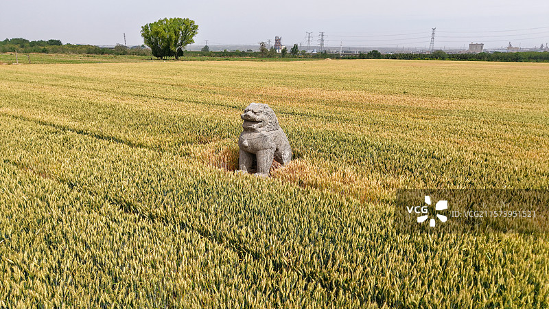 河南巩义北宋皇陵麦田里的千年石像生，镇陵狮子图片素材