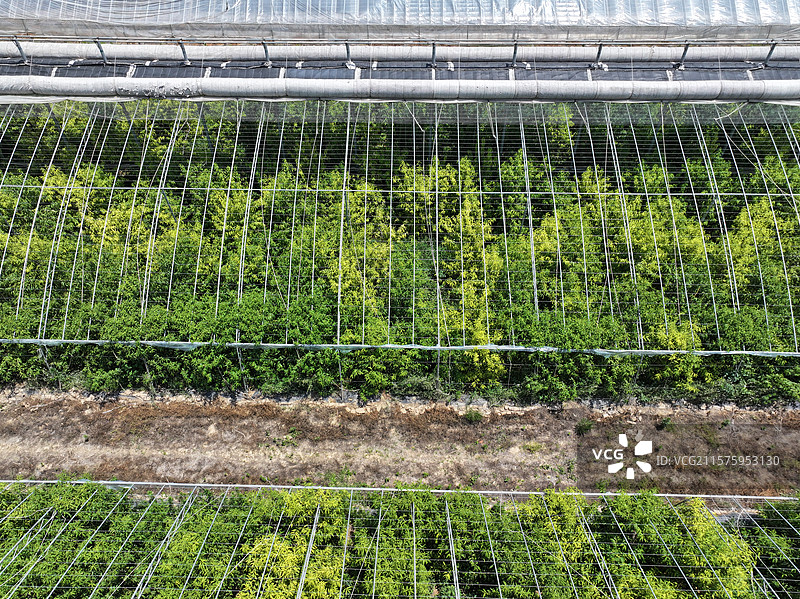 航拍夏季乡村蔬菜大棚自然风光图片素材