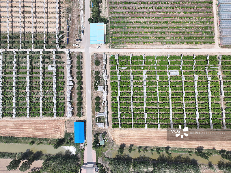 航拍夏季乡村蔬菜大棚自然风光图片素材