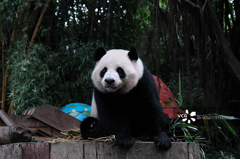 横拍长隆熊猫隆隆撑地 大熊猫守卫力 横构图里的「隆隆撑地凝视」萌态警戒图片素材