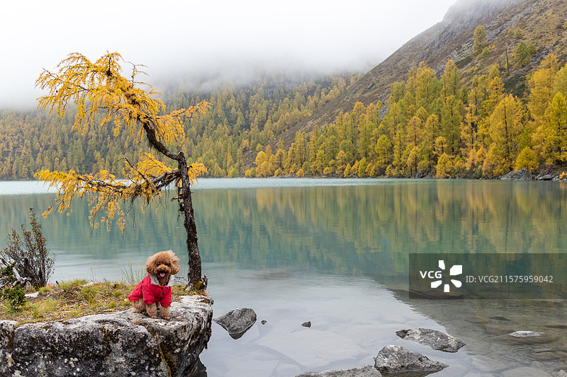 中国四川甘孜州甲依拉措景区，小狗旅行打卡照，川西高原秋天的湖泊，自然风景图片素材
