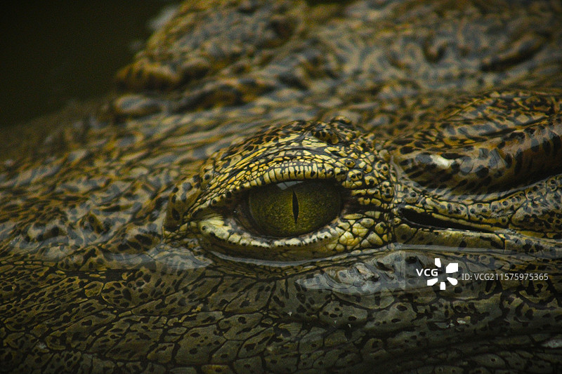 尼罗鳄的特写镜头图片素材
