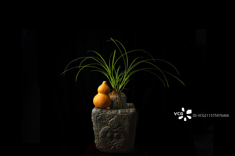 石菖蒲盆栽图片素材