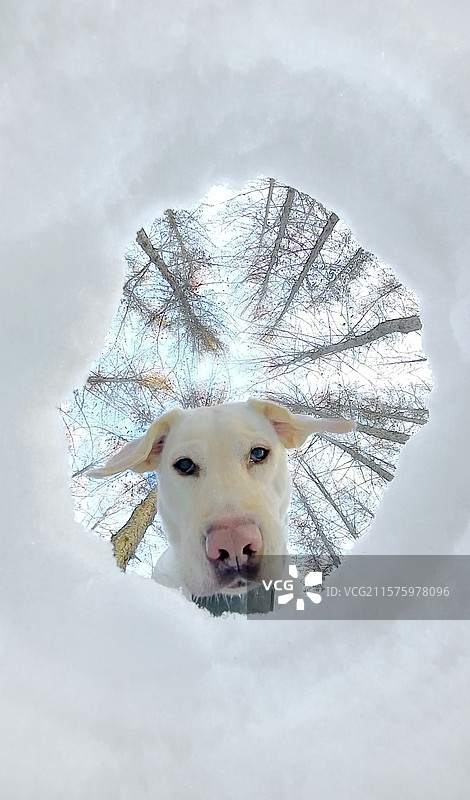 雪地里的拉布拉多猎犬图片素材