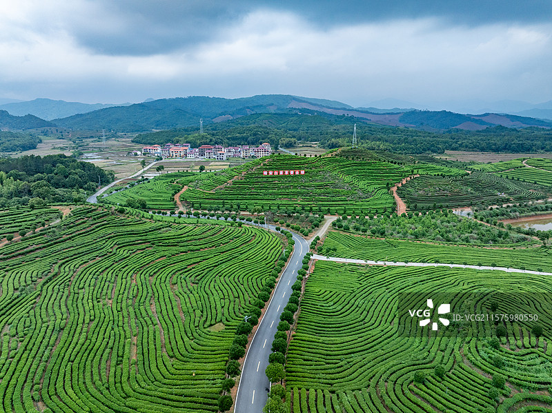 江西靖安白茶种植园航拍图片素材