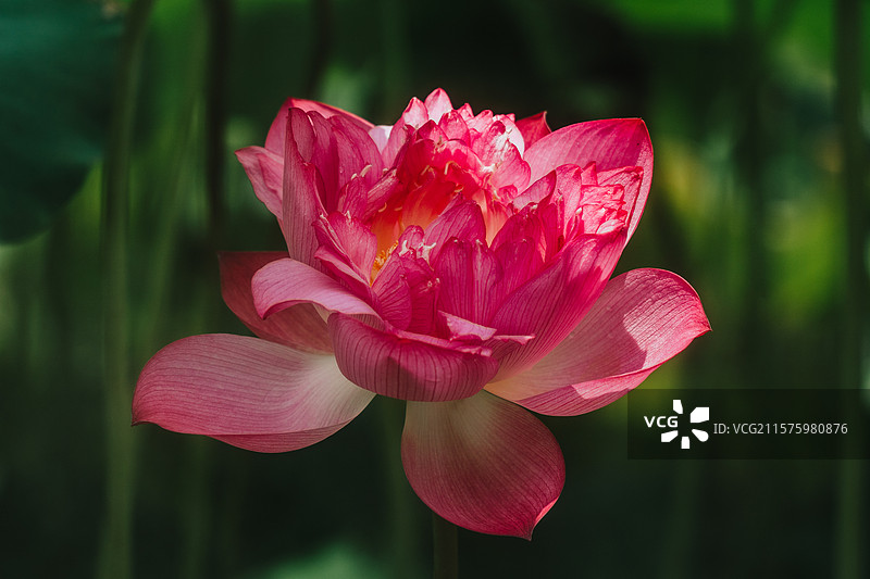 佛山三水荷花世界图片素材