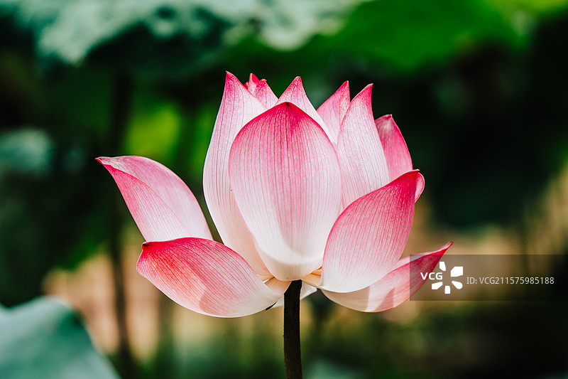 佛山三水荷花世界图片素材