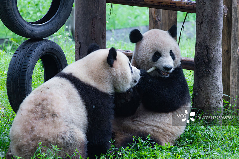 熊猫幼崽国宝大熊猫重庆动物园图片素材