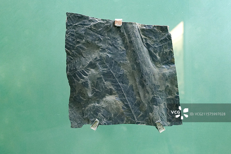 卵脉羊齿 国家自然博物馆植物世界展厅图片素材