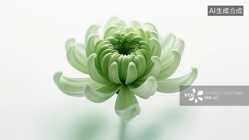 【AI数字艺术】一朵菊花在白色背景前绽放，花瓣层层叠叠，中心紧密图片素材