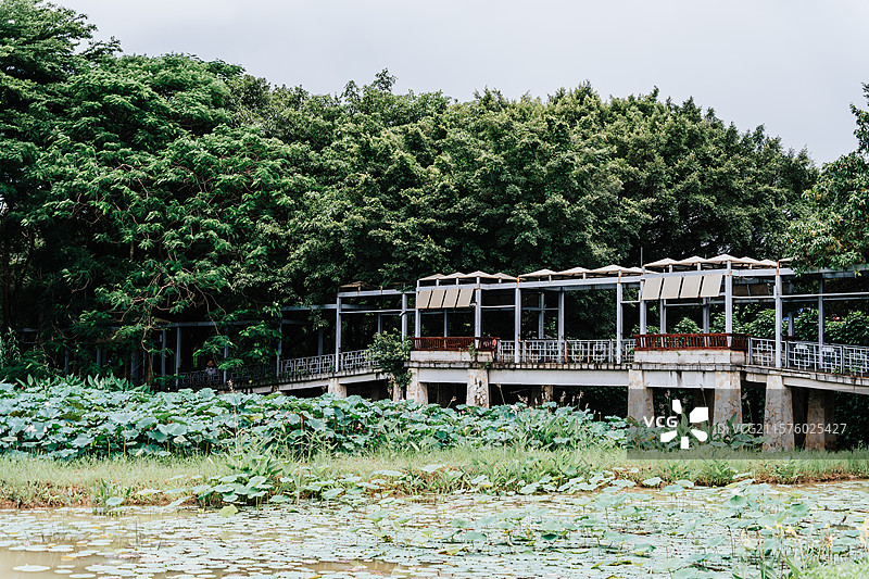 佛山三水荷花世界图片素材
