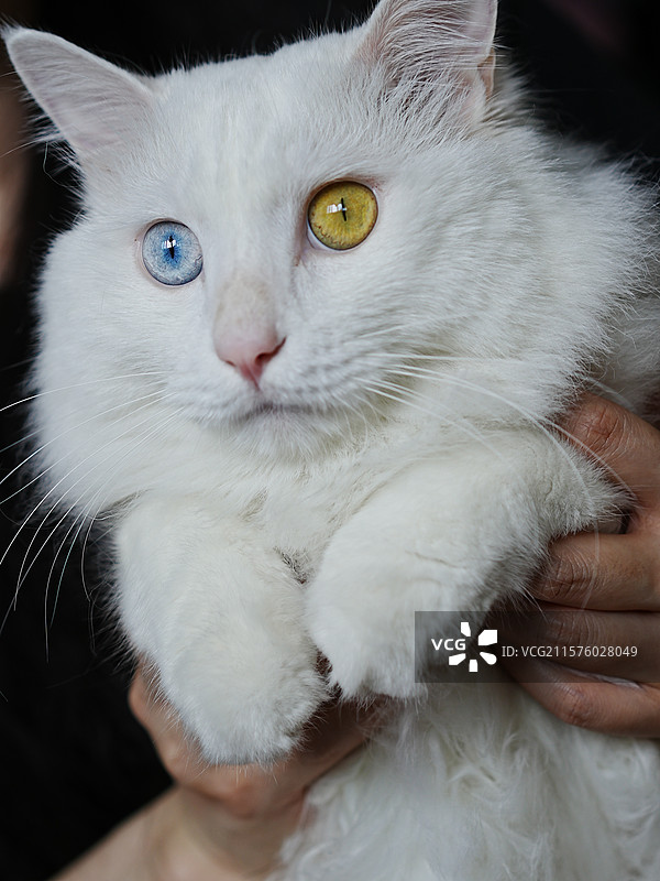 鸳鸯眼异瞳山东临清狮子猫白猫图片素材