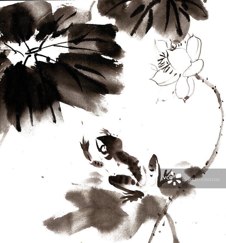 荷叶上的青蛙图片素材