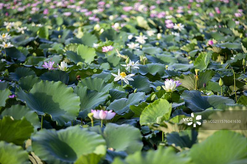 深圳洪湖公园池塘盛开的荷花及花苞图片素材