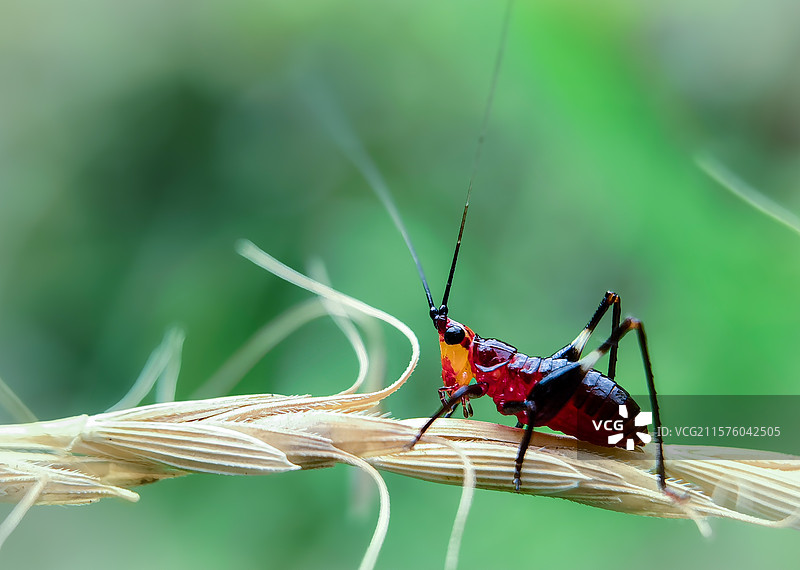悦鸣草螽图片素材